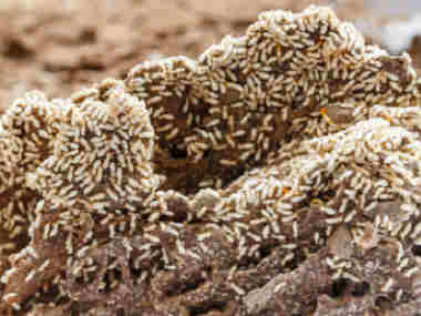 盐步灭治白蚁中心居民的家里发现了大量的白蚁巢