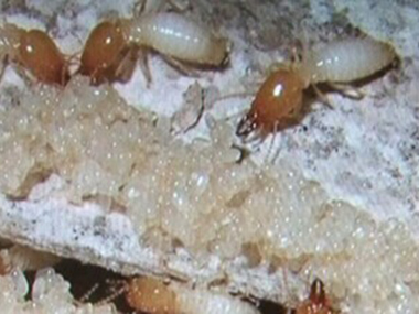 丹灶防治白蚁公司有白蚁怎么办，如何灭白蚁
