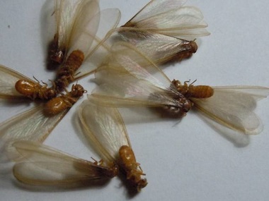 松岗杀灭白蚁中心发现分飞期白蚁用什么方法防治