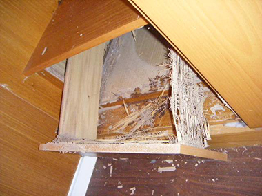 盐步白蚁消杀家中的木制家具有白蚁怎么办
