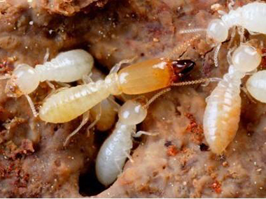 官窑白蚁灭治公司白蚁防治常用的两种灭白蚁方法