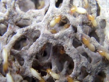 佛山白蚁防治公司白蚁它会藏在哪里呢？怎么才能找到蚁巢