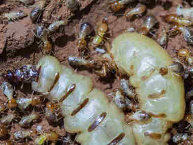官窑防治白蚁公司白蚁的寿命有多长，白蚁怎么繁殖