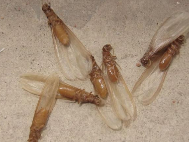 南海白蚁预防公司居家生活中的白蚁灭杀措施