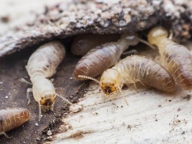 松岗验收白蚁所：白蚁的防治主要有以下两个方面