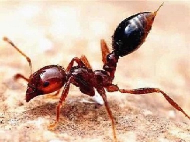 盐步灭治红火蚁中心分享消灭红火蚁的方法和技巧