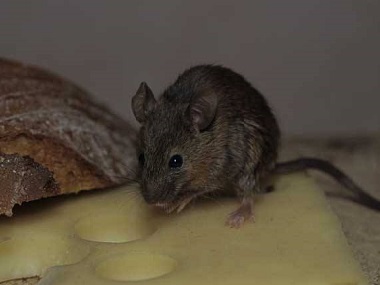 里水病媒生物防控站：餐厅发现有老鼠怎么办？