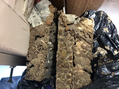 罗村白蚁备案所：室内发现白蚁后该如何处理