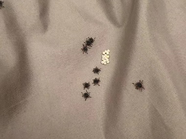 南海消杀四害站臭虫的危害防治措施