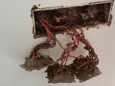 桂城白蚁预防公司白蚁的繁殖力和蔓延性