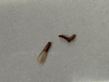 南海上门灭白蚁机构飞白蚁具体长什么样？（快速辨别）